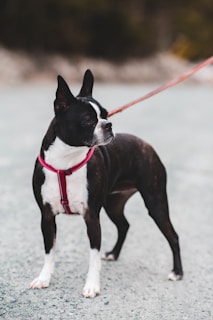 A Boston Terrier is standing on a gravel road, wearing a red harness. The dog is facing sideways, with its ears perked up, and appears alert. The background is blurred, indicating depth of field, and the leash is visibly connected to its harness.