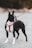 A Boston Terrier is standing on a gravel road, wearing a red harness. The dog is facing sideways, with its ears perked up, and appears alert. The background is blurred, indicating depth of field, and the leash is visibly connected to its harness.