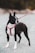 A Boston Terrier is standing on a gravel road, wearing a red harness. The dog is facing sideways, with its ears perked up, and appears alert. The background is blurred, indicating depth of field, and the leash is visibly connected to its harness.