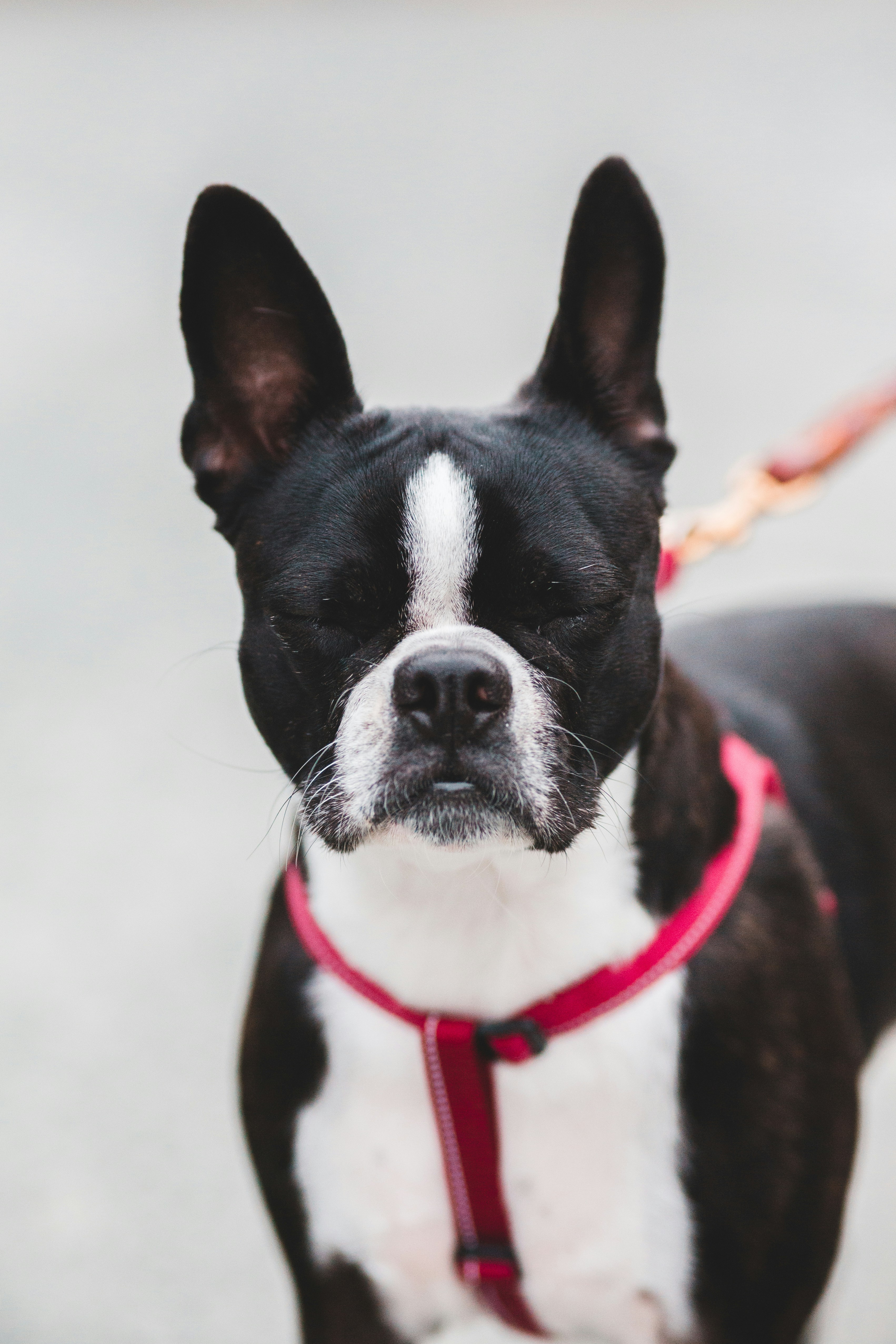 Boston Terrier blanco y negro foto – Imagen de Animal gratuita en Unsplash, image size:3000x4500