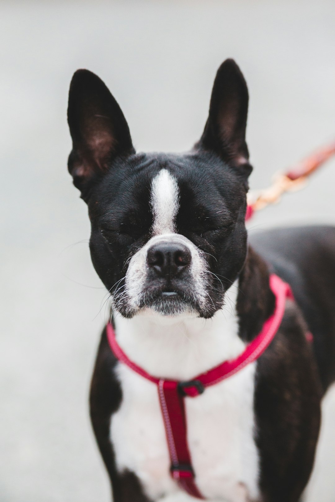 black and white boston terrier