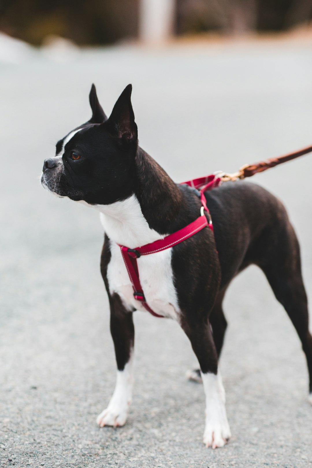 black and white short coated dog with red leash