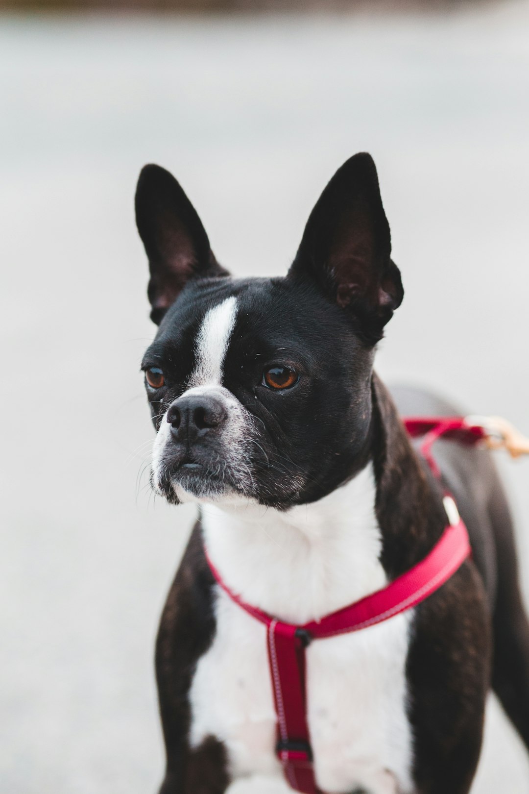 black and white short coated dog with red collar