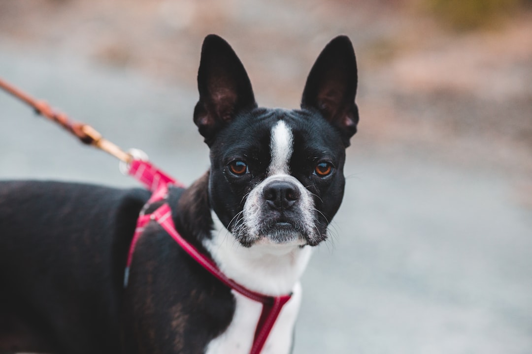 black and white boston terrier with red collar