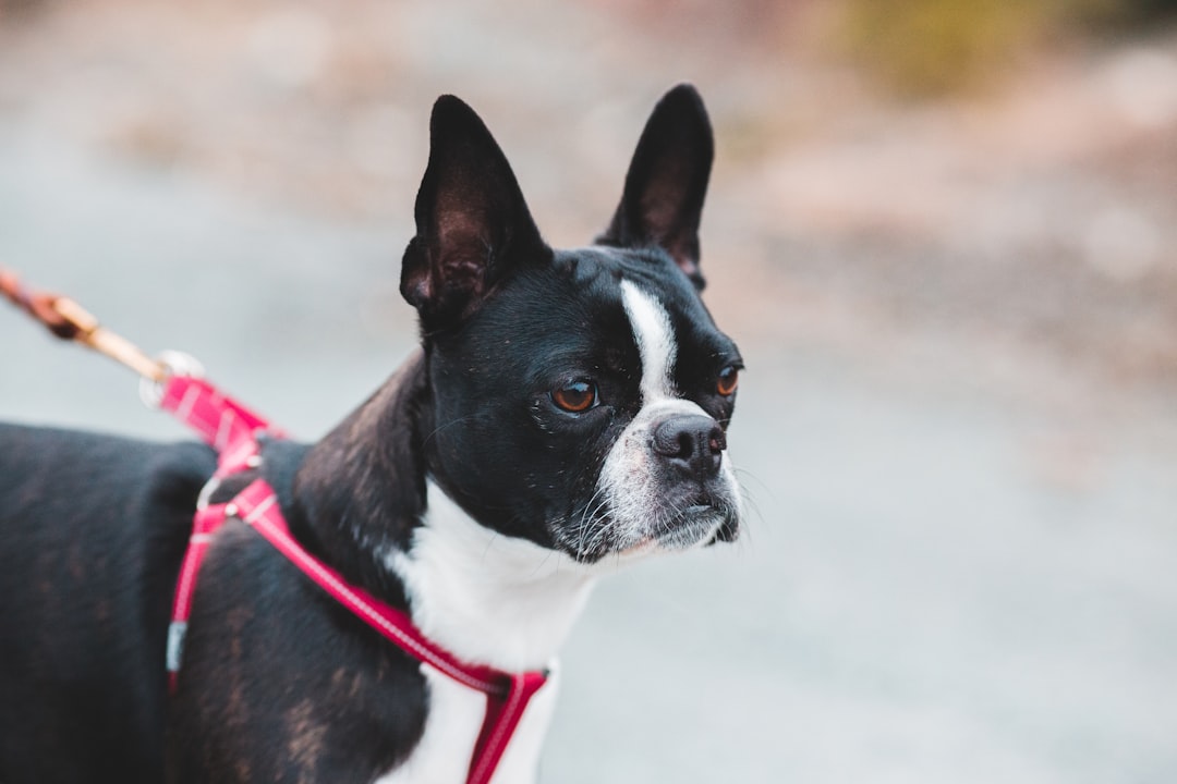 black and white boston terrier with red and black leash