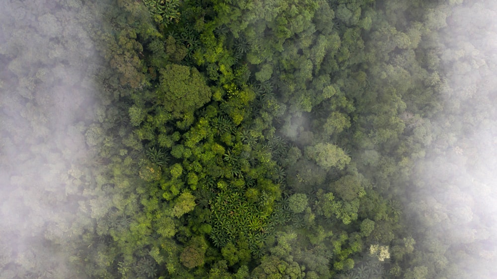 green trees on green grass field