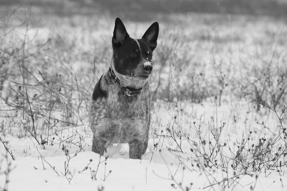 black and white short coated dog on snow covered ground