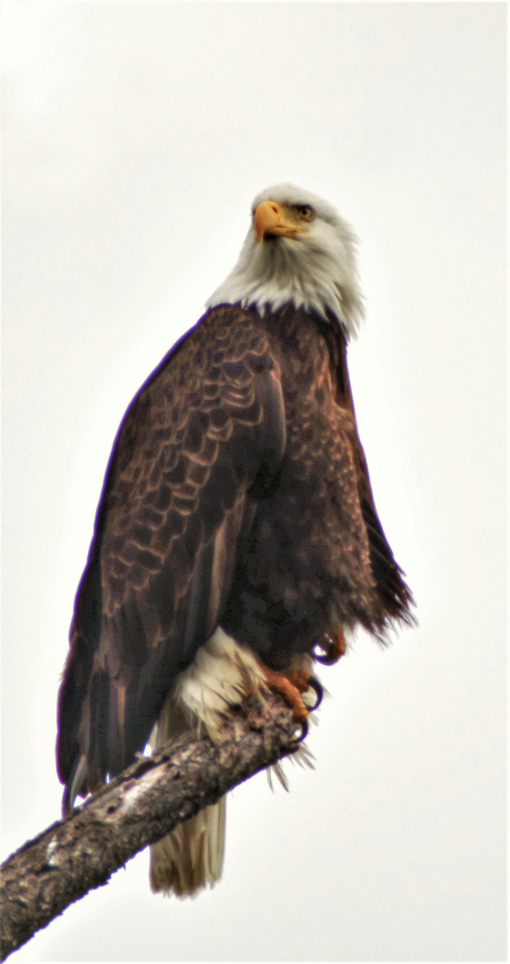 black and white eagle on white background