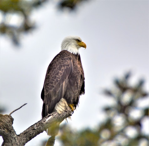 Águila resting peacefully under a large oak tree on a bright day.