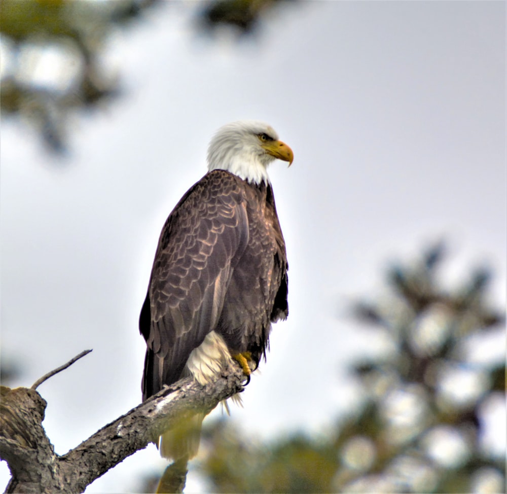 bald eagle perched on tree branch during daytime