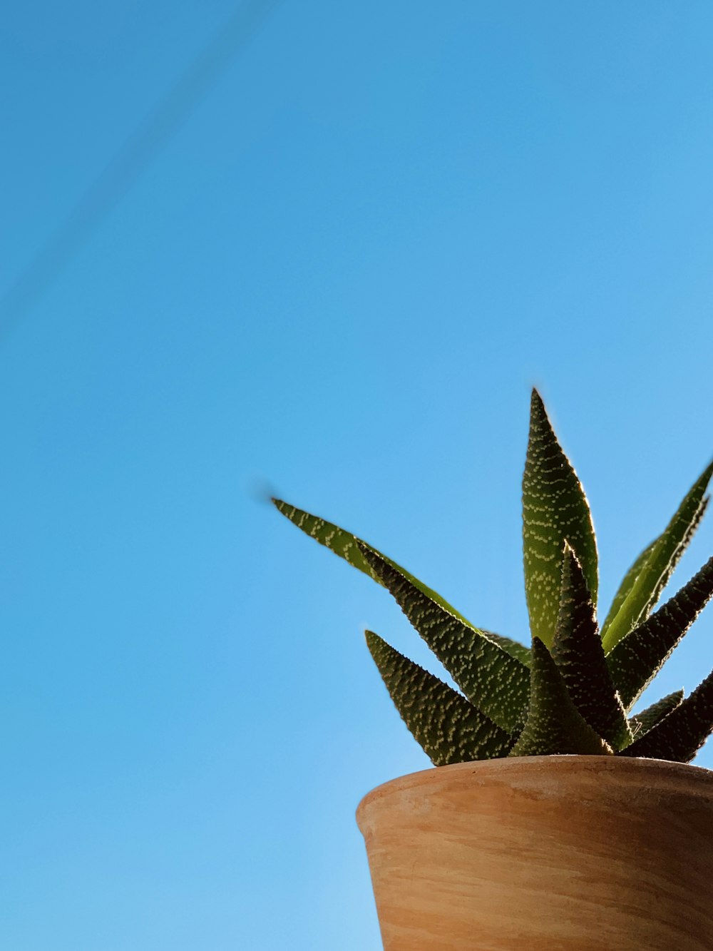 green and brown plant under blue sky during daytime