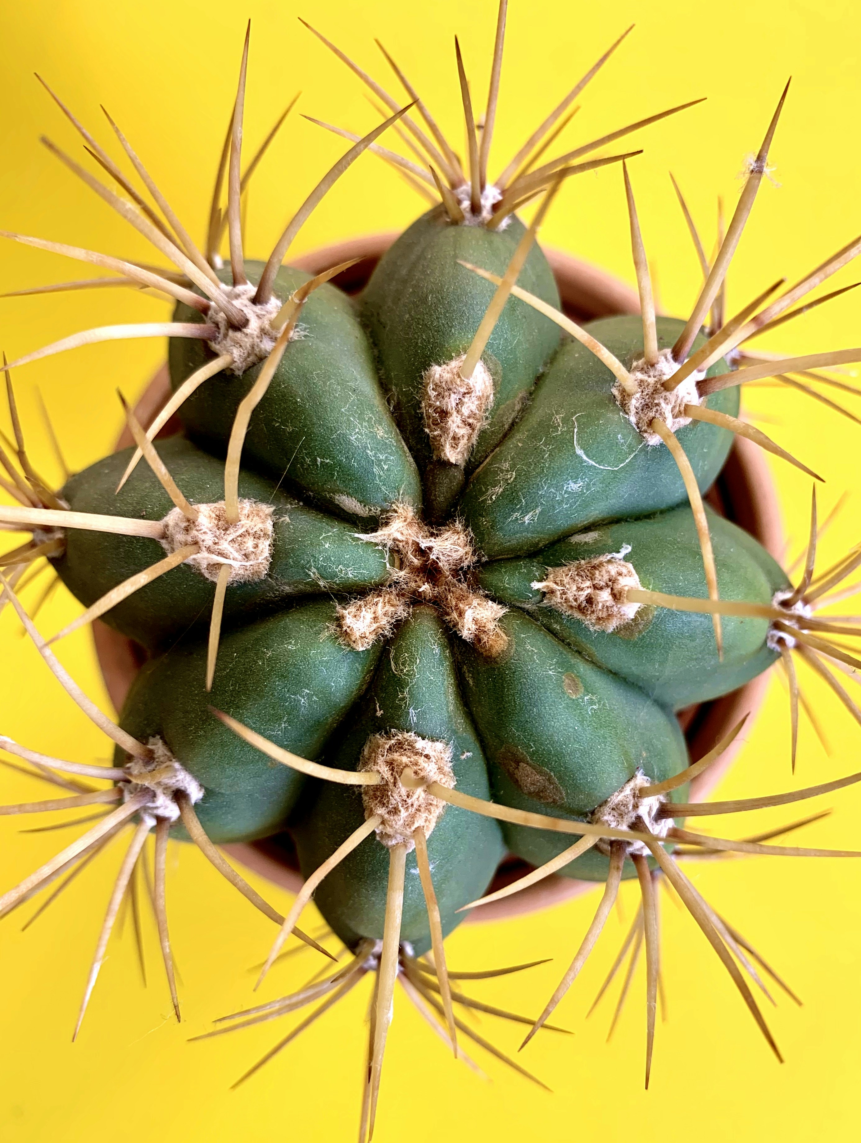 green and yellow round fruits