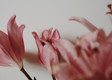 Close-up of delicate artificial lilies with soft petals.