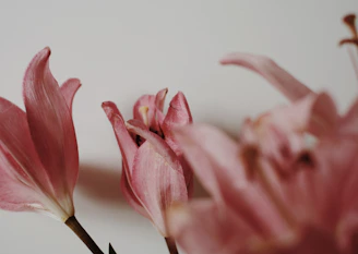 A delicate pink lily captured in a round shape