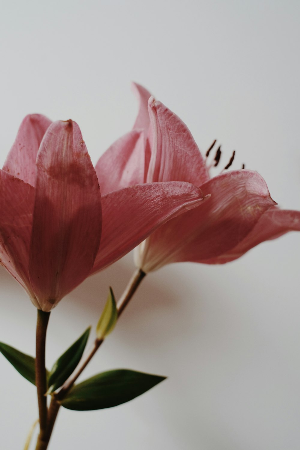 pink flower in tilt shift lens