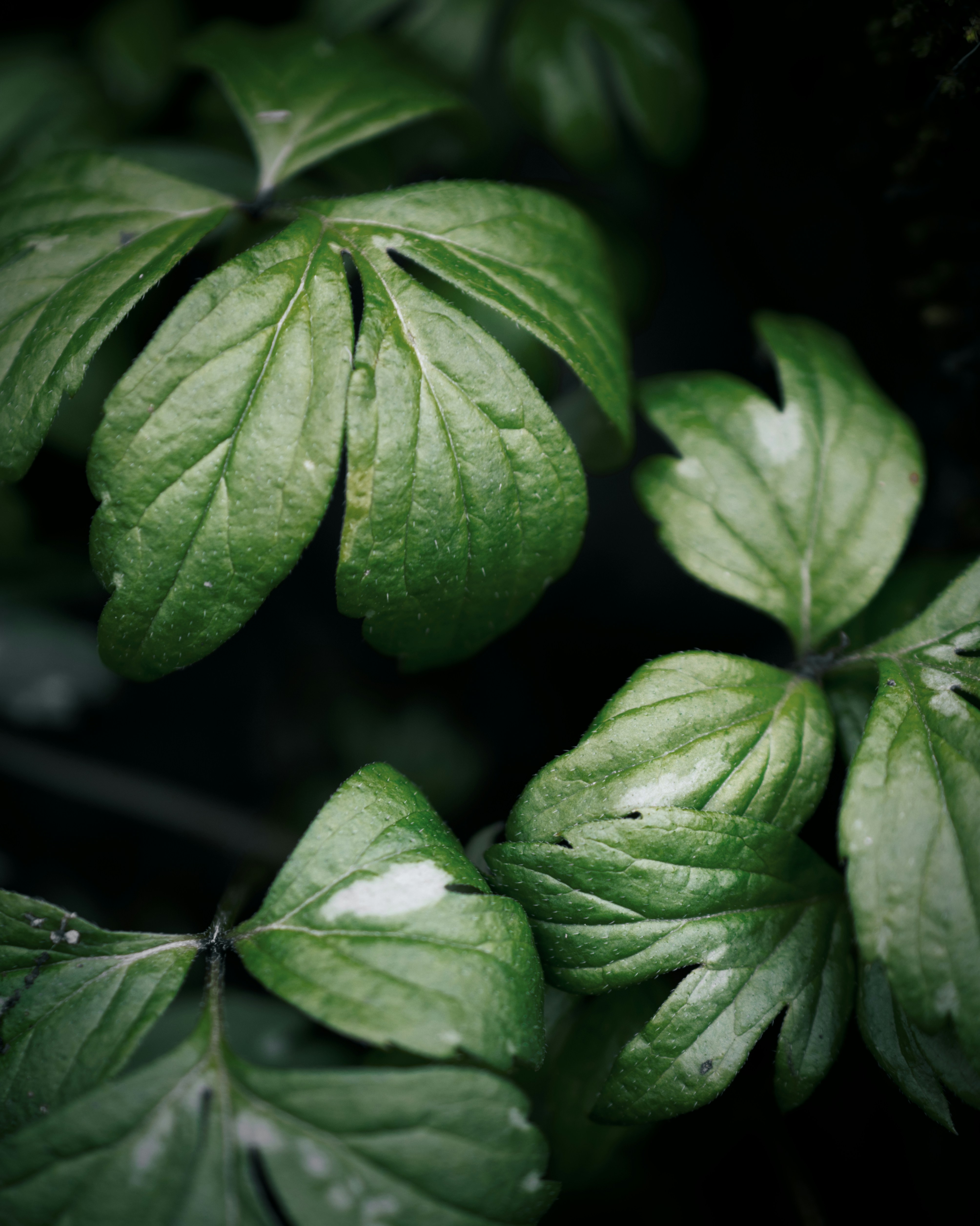 Photo by ldpeterson11