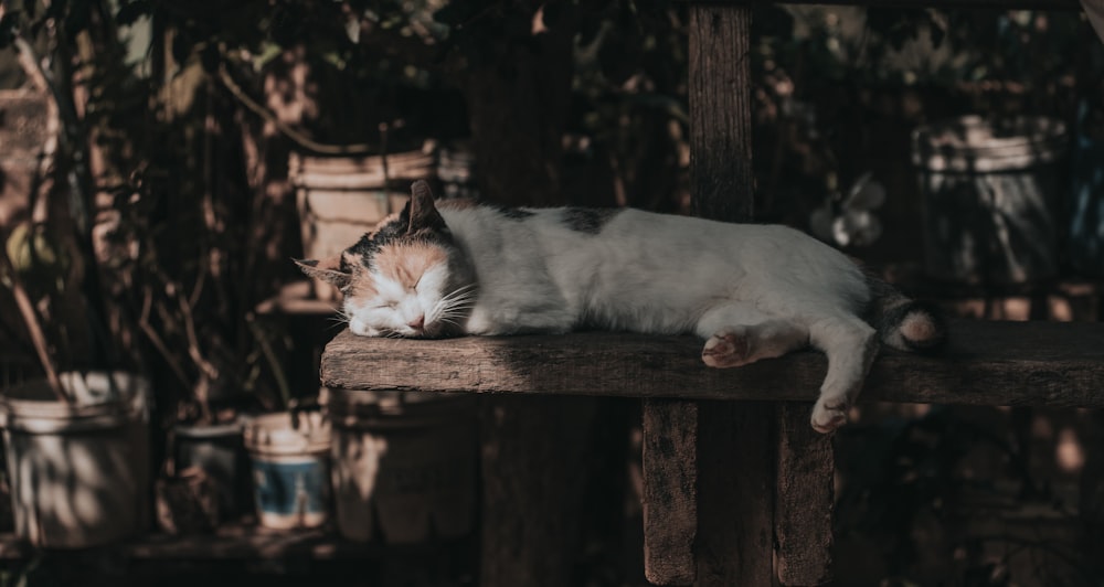 a white and brown cat laying on top of a wooden bench