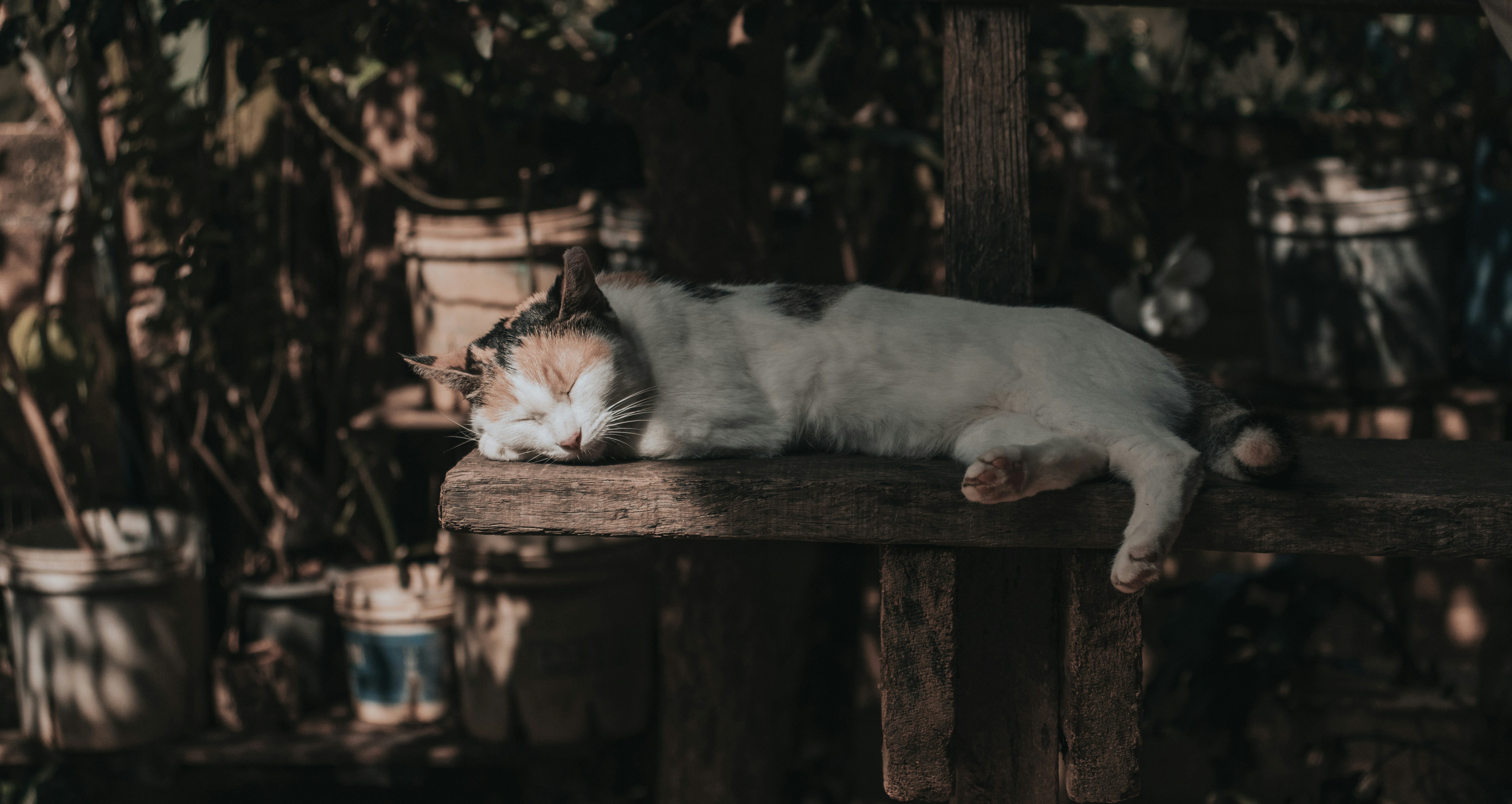 a white and brown cat laying on top of a wooden bench