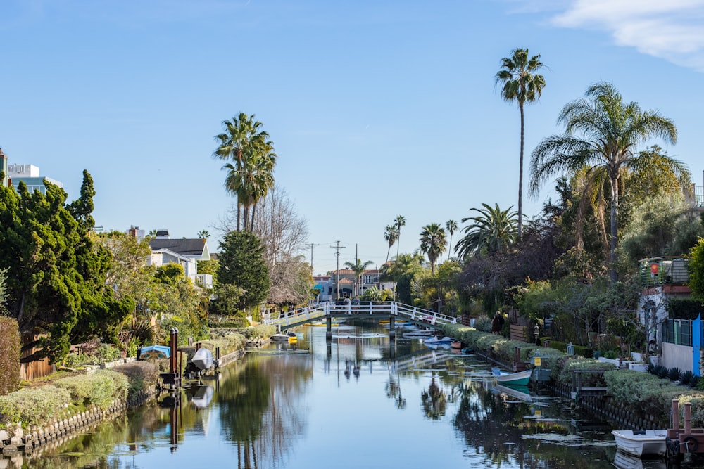 green trees beside body of water during daytime