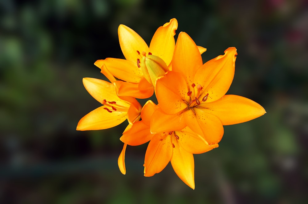 yellow daffodils in bloom during daytime