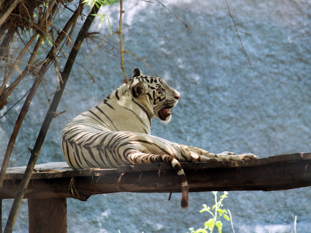 Wildlife photo spot Chennai Vedanthangal