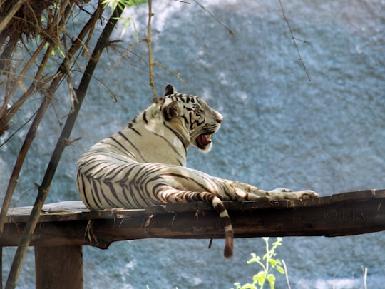 white and black tiger on brown wooden table in Chennai India