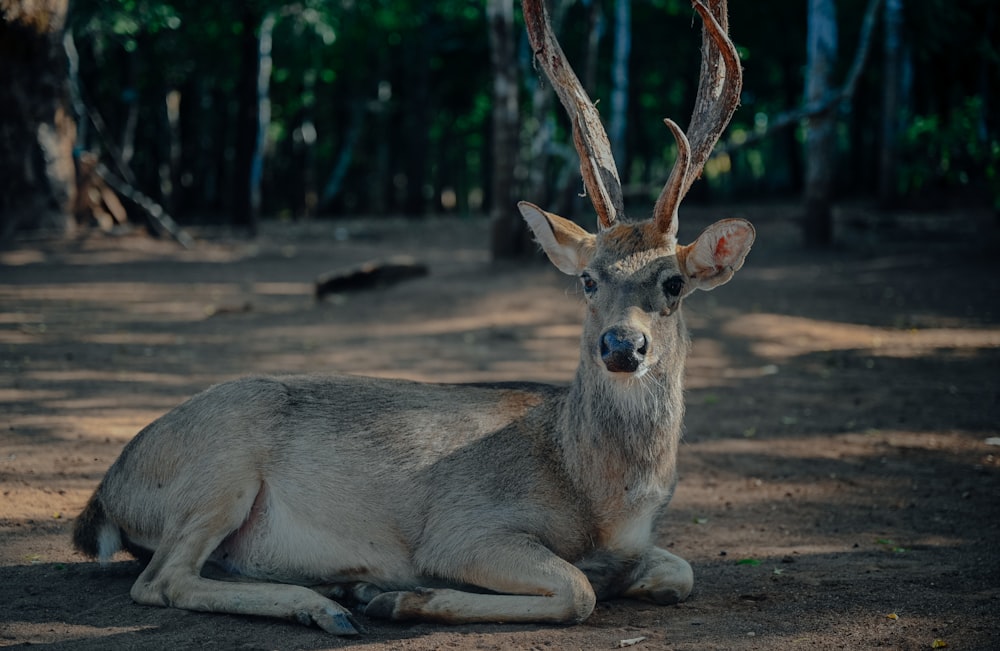 brown deer lying on ground during daytime