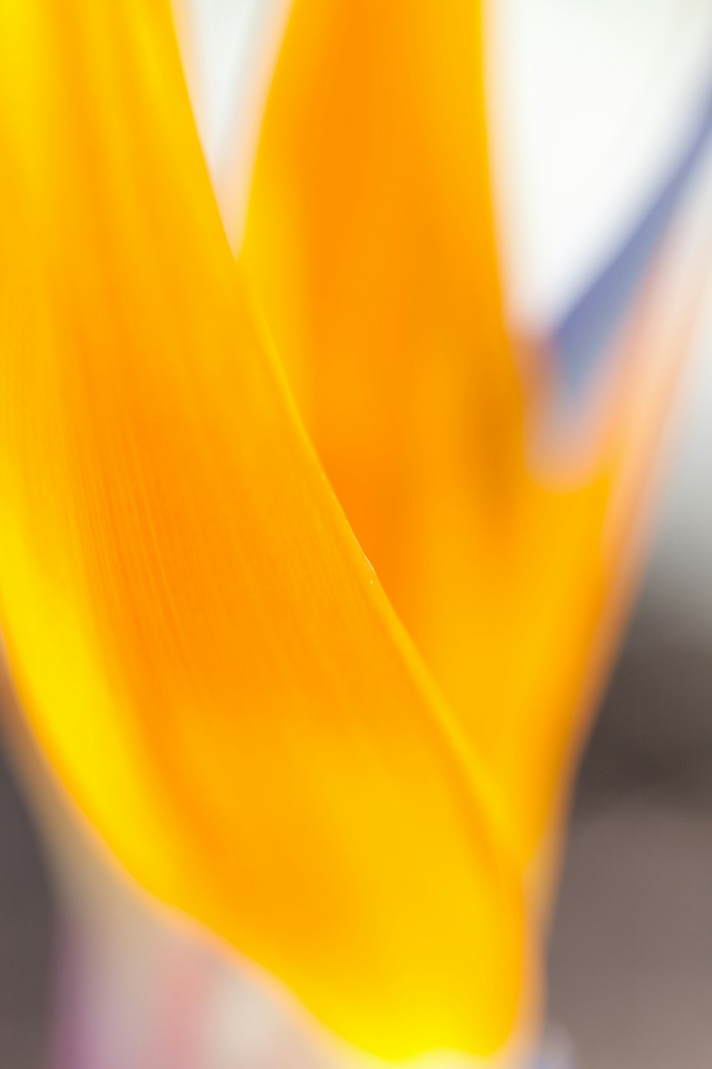 flor amarilla en fotografía de primer plano