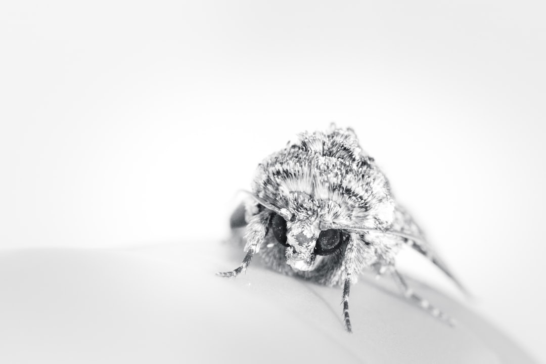 grayscale photo of a bee