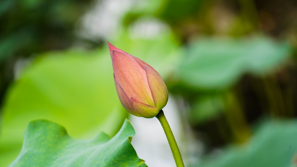 pink flower bud in tilt shift lens