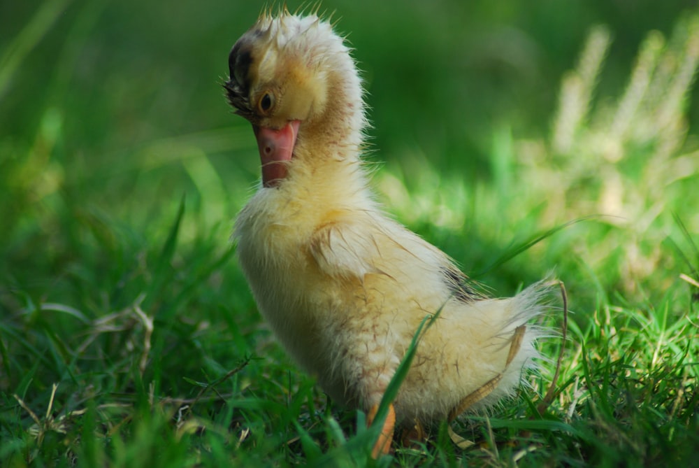 yellow chick on green grass during daytime