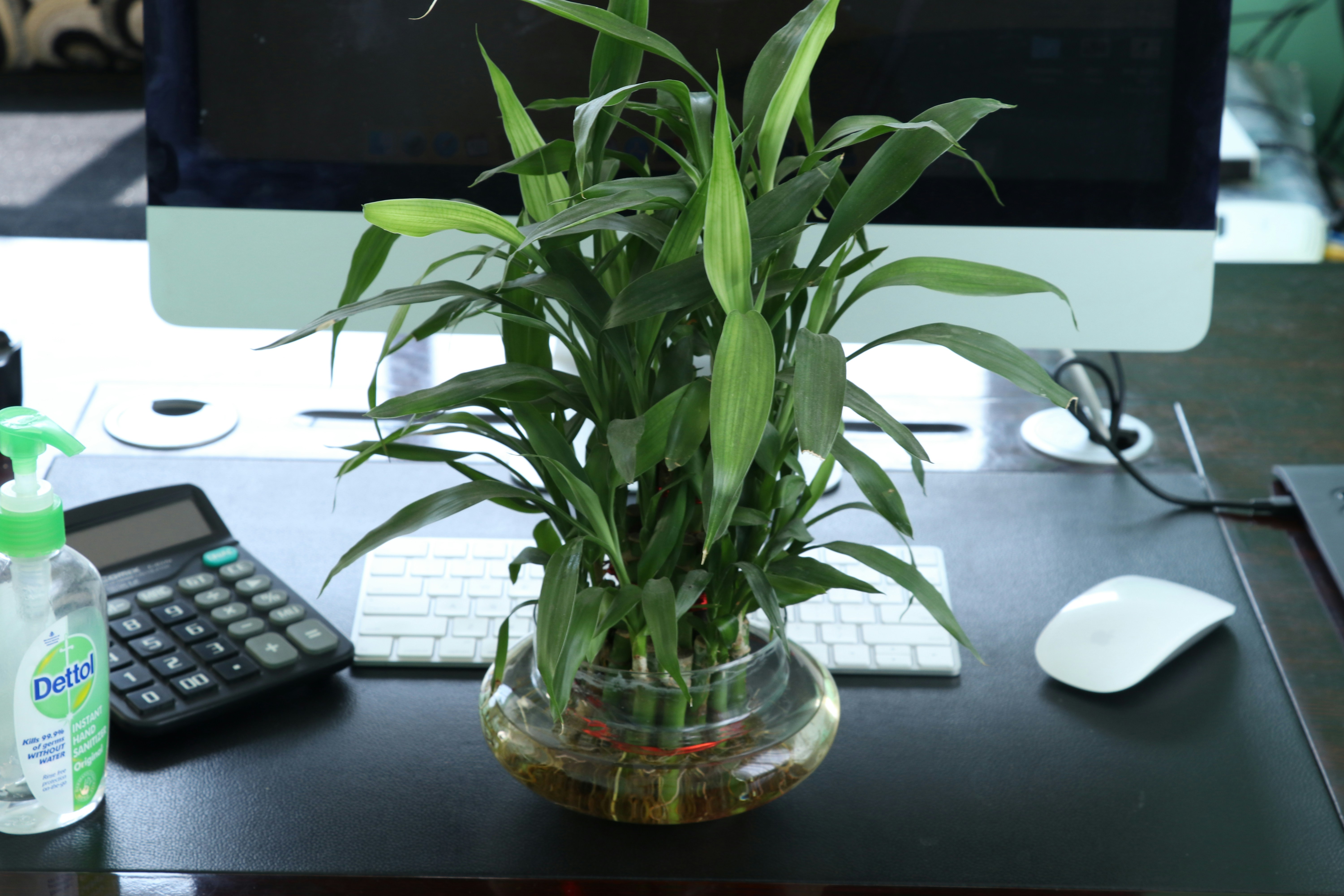 green plant on clear glass vase