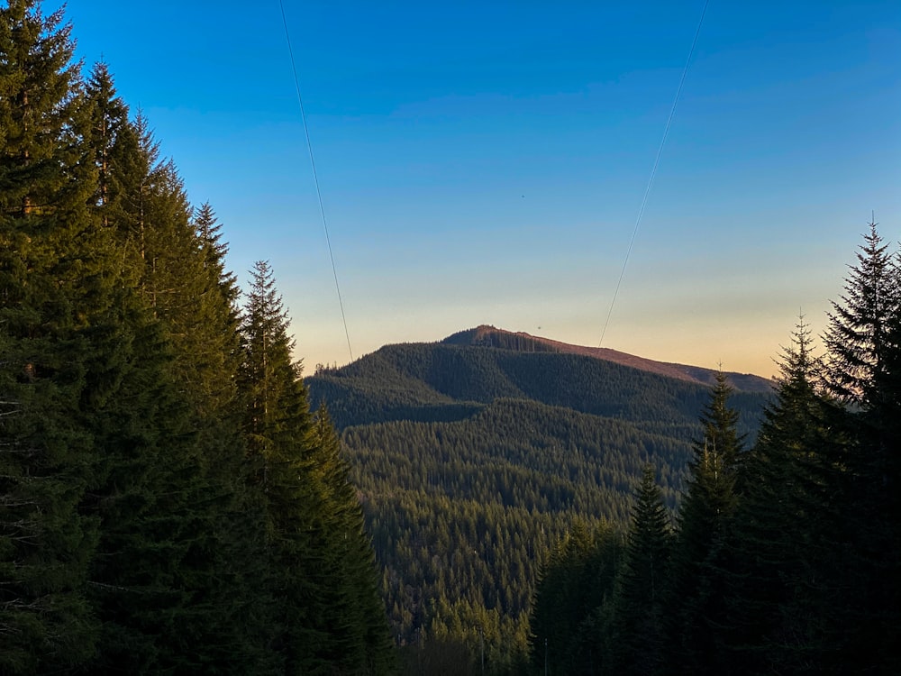 green pine trees under blue sky during daytime