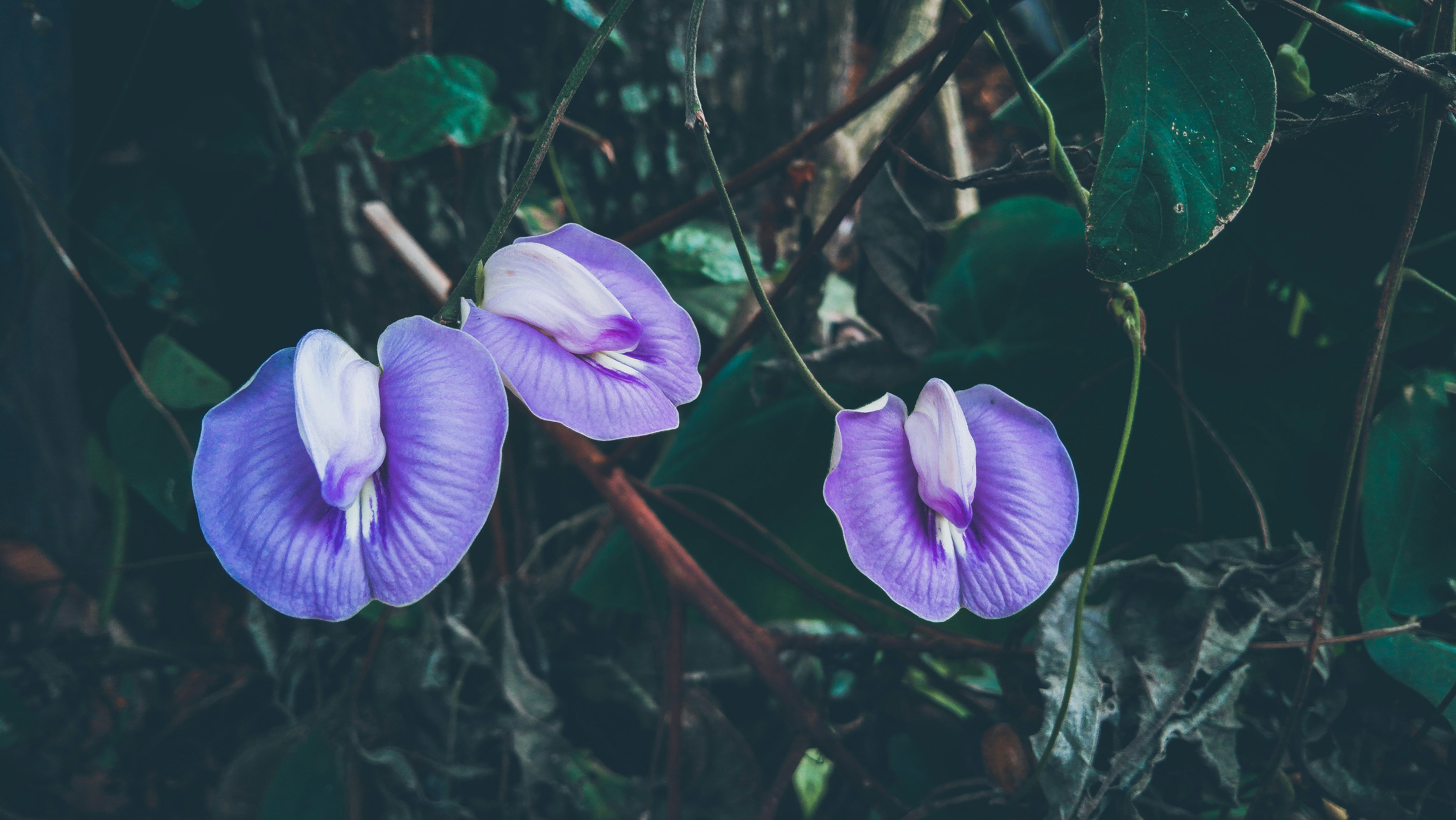 Photo by pradincognito