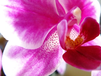 A close-up view of a vibrant orchid flower displaying rich shades of pink and white. The petals exhibit intricate patterns and a gradation of color, transitioning from deep magenta to light pink. The center of the flower features delicate speckles and a striking yellow-orange hue.