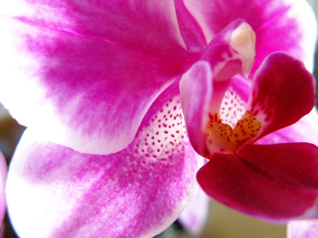 A close-up view of a vibrant orchid flower displaying rich shades of pink and white. The petals exhibit intricate patterns and a gradation of color, transitioning from deep magenta to light pink. The center of the flower features delicate speckles and a striking yellow-orange hue.