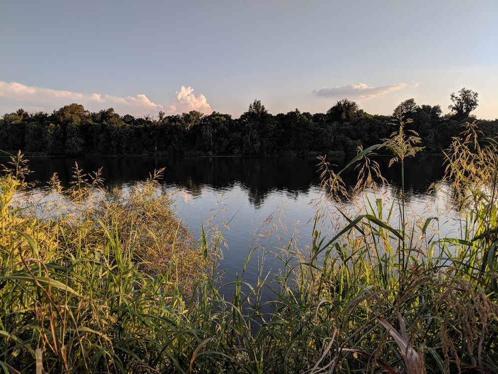 Grünes Gras am See tagsüber