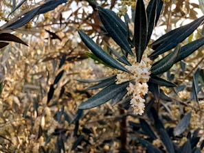 A close-up view of olive tree branches with rich green and silver-hued leaves. The branches are adorned with clusters of small, delicate white flowers with subtle yellow centers. Sunlight filters through, creating a warm, natural backdrop.