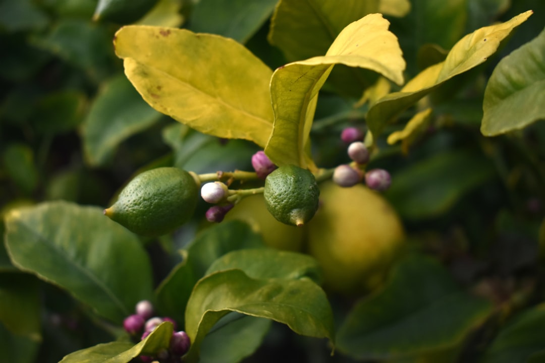 green round fruit with green leaves