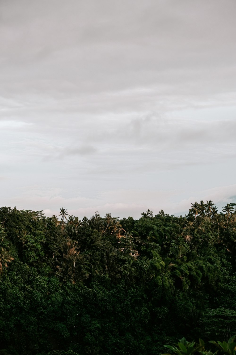 green trees under white clouds during daytime