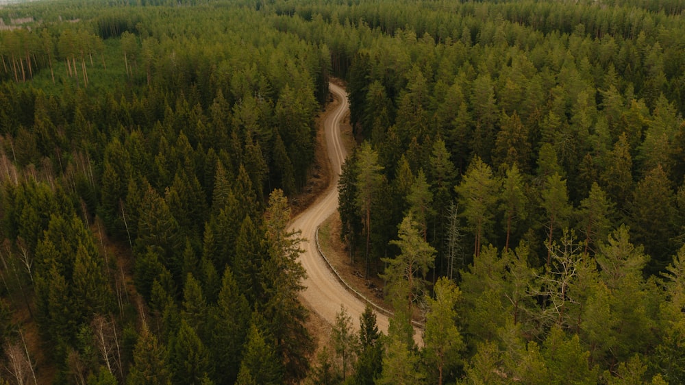 brown road in between green trees during daytime