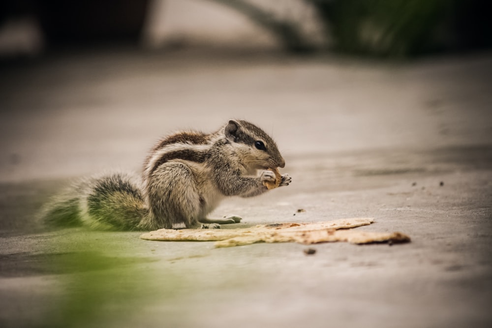 Braunes Eichhörnchen auf braunem Holztisch