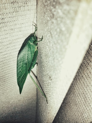 A katydid clings to a textured, beige vertical surface. The insect's body is green, resembling a leaf, with long thin legs and antennae extending from its body. The background is a close-up view of a corner where two surfaces meet, creating subtle shadows and highlights.
