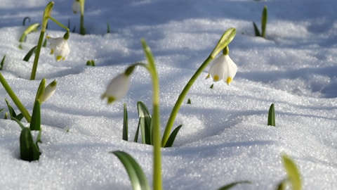 snowdrops blooming in the snow, January birth flower