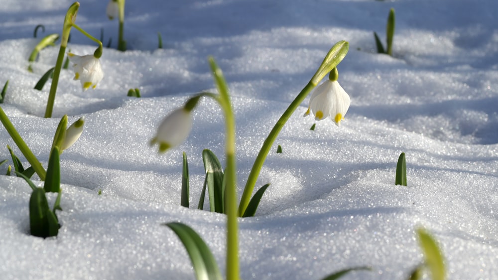 fiore bianco su terreno coperto di neve durante il giorno