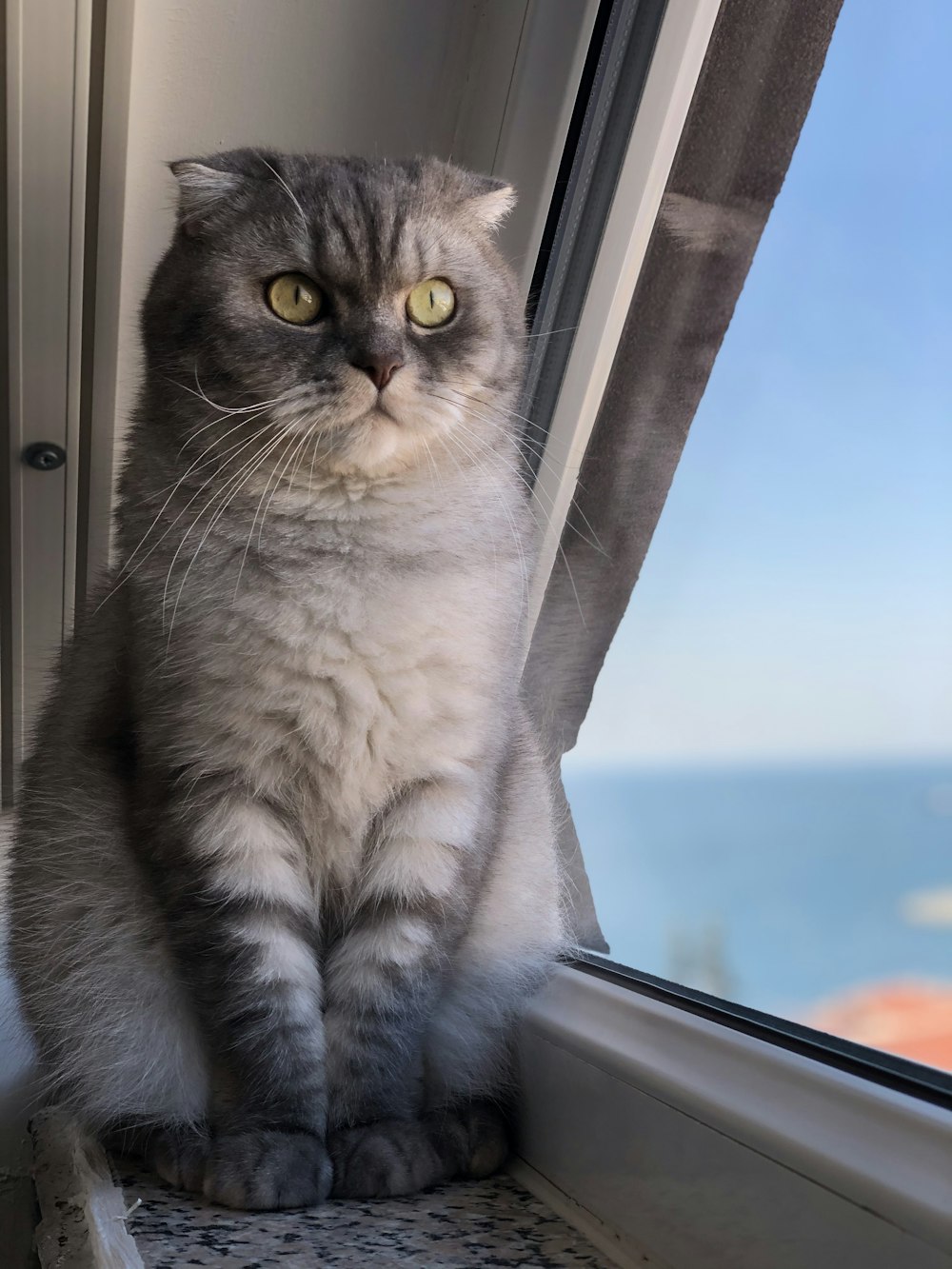 grey and white cat looking out the window