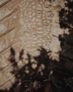 A textured pathway with uneven stones laid out, partially covered by shadows of leaves creating an intricate pattern. The edges of the path reveal what seems to be a natural setting, suggesting an outdoor environment.