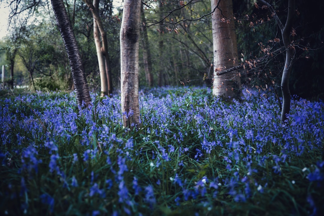 Forest photo spot Kent Richmond