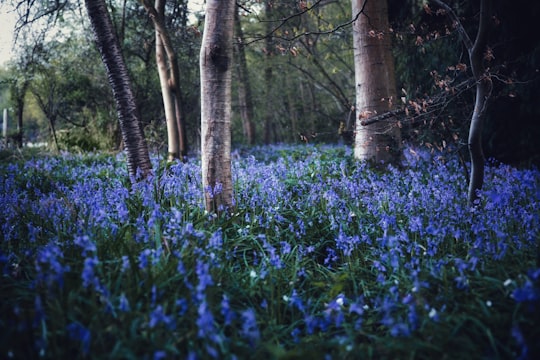 blue flower field during daytime in Kent United Kingdom