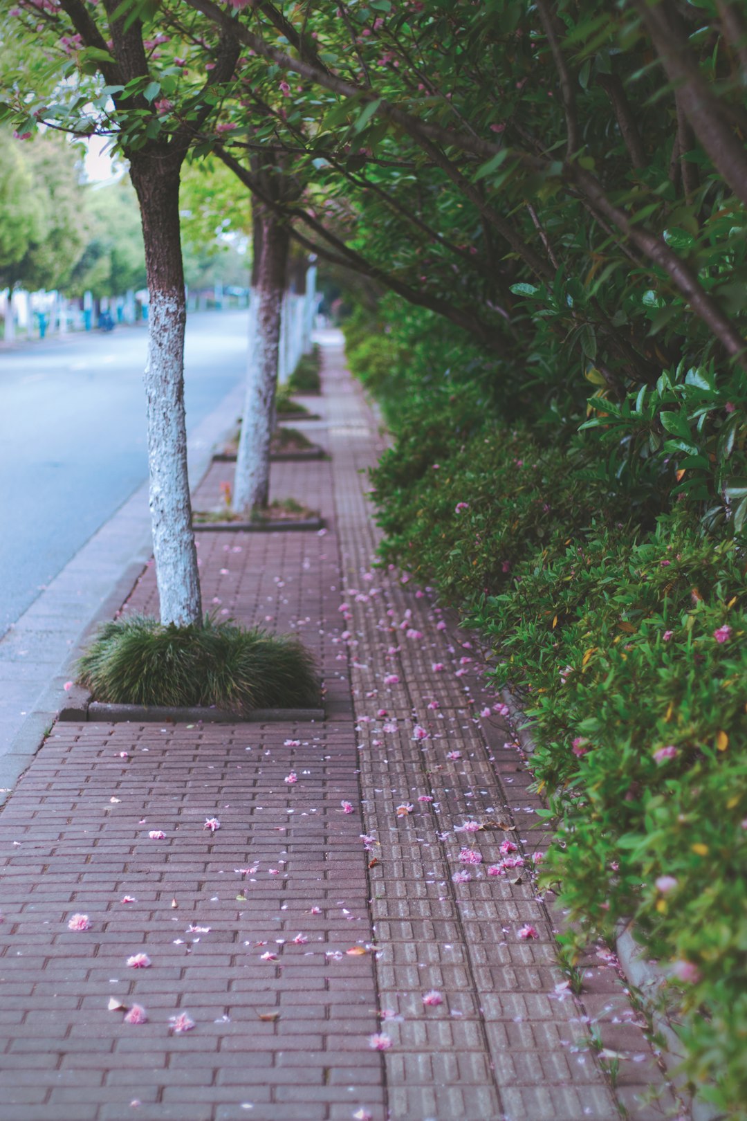 brown brick pathway between green plants